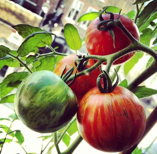 Solanum lycopersicon Tigerella Improved - Tomate Tigrado, Tomate Tigerella - Image 4