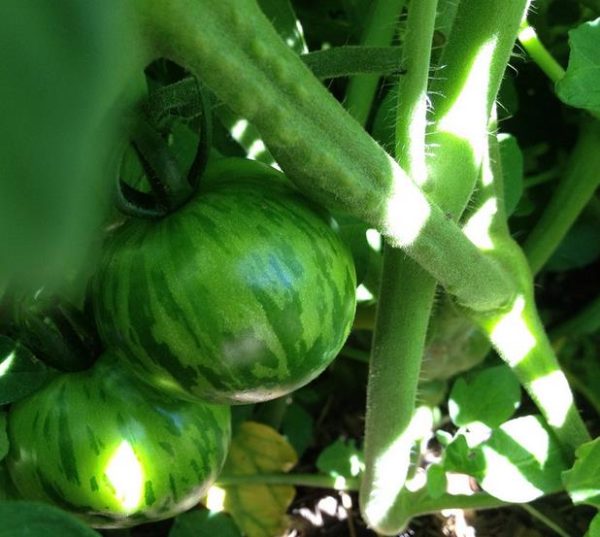 Solanum lycopersicon Tigerella Improved - Tomate Tigrado, Tomate Tigerella - Image 6