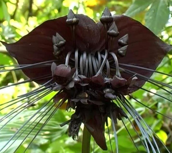 Tacca Cchantrieri - Flor Morcego Negra, Orquídea Negra, Bat flower, Flor de  orquídea - TH Jardins