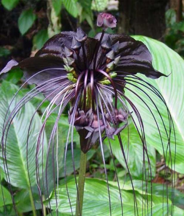 Tacca Cchantrieri - Flor Morcego Negra, Orquídea Negra, Bat flower, Flor de  orquídea - TH Jardins