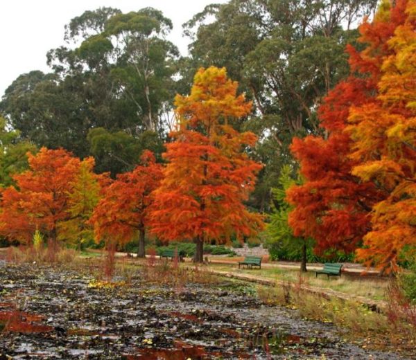 Taxodium distichum var. Distichum - Cipreste Calvo, Cipreste do Pântano - Image 3