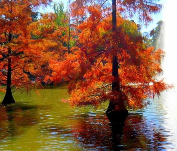 Taxodium distichum var. Distichum - Cipreste Calvo, Cipreste do Pântano - Image 4