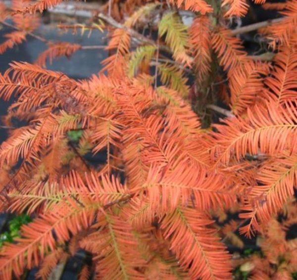 Taxodium distichum var. Distichum - Cipreste Calvo, Cipreste do Pântano - Image 6