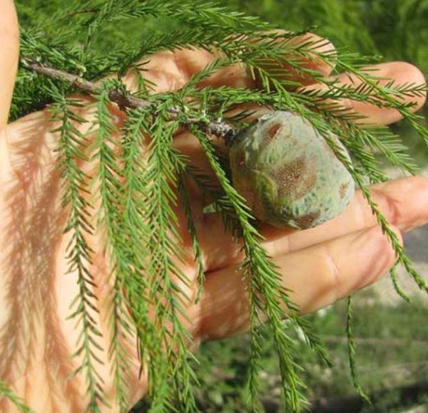 Taxodium distichum var. Distichum - Cipreste Calvo, Cipreste do Pântano - Image 8