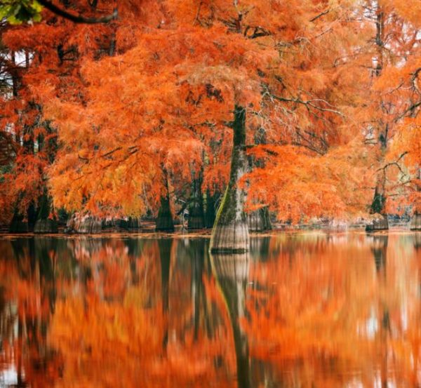 Taxodium distichum var. Distichum - Cipreste Calvo, Cipreste do Pântano - Image 11