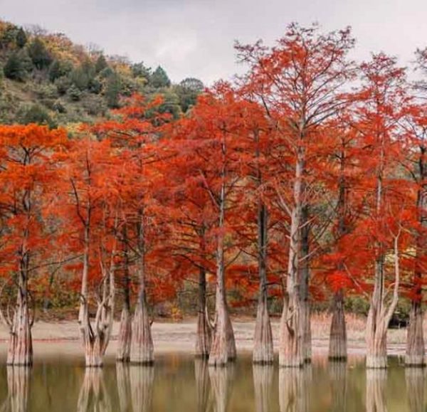 Taxodium distichum var. Distichum - Cipreste Calvo, Cipreste do Pântano - Image 12