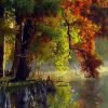 Taxodium distichum var. Imbricatum (Taxodium ascendens) - Cipreste soberano, Pond Cypress, Cipreste da lagoa, Cipreste do pântano - Image 2
