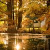 Taxodium distichum var. Imbricatum (Taxodium ascendens) - Cipreste soberano, Pond Cypress, Cipreste da lagoa, Cipreste do pântano - Image 3