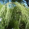 Taxodium distichum var. Imbricatum (Taxodium ascendens) - Cipreste soberano, Pond Cypress, Cipreste da lagoa, Cipreste do pântano - Image 4