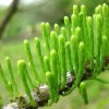 Taxodium distichum var. Imbricatum (Taxodium ascendens) - Cipreste soberano, Pond Cypress, Cipreste da lagoa, Cipreste do pântano - Image 6