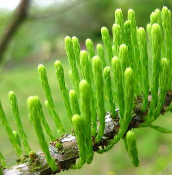 Taxodium distichum var. Imbricatum (Taxodium ascendens) - Cipreste soberano, Pond Cypress, Cipreste da lagoa, Cipreste do pântano - Image 6