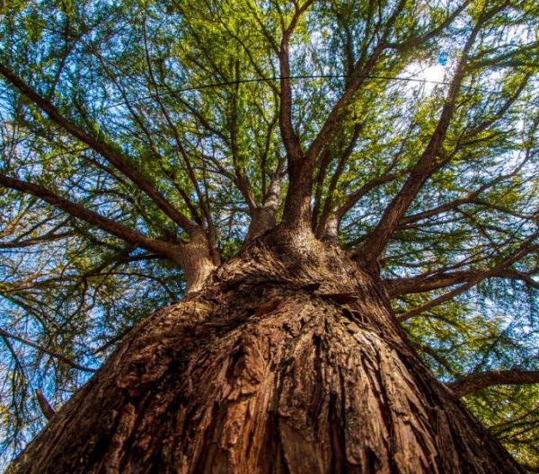 Taxodium huegelii (Taxodium mucronatum) - Cipreste de Montezuma - Image 7