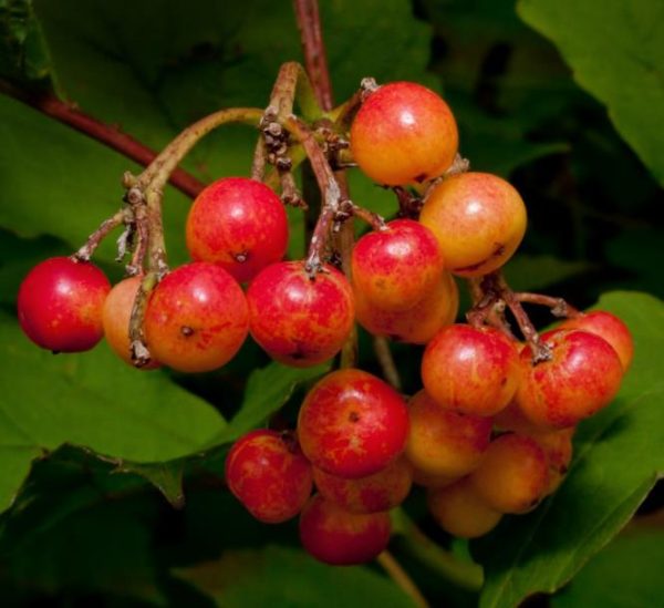 Viburnum trilobum - Cereja americana, Cranberry, Cramberry - Image 3
