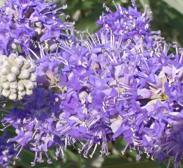 Vitex agnus-castus - Árvore da Castidade, Flor da Castidade, Vitex Agno-Casto - Image 4
