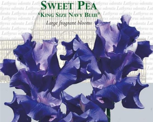 Lathyrus odoratus 'Mammoth Navy Blue' - Ervilha Doce Gigante, Trepadeira Ervilha de Cheiro 'Mammoth Navy Blue' - Image 3