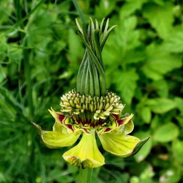 Nigella orientalis 'Transformer', Nigella transformer - Nigella Transformadora, Amor na Névoa, Yellow Love in a Mist, Flor Amor na Nebli - Image 2
