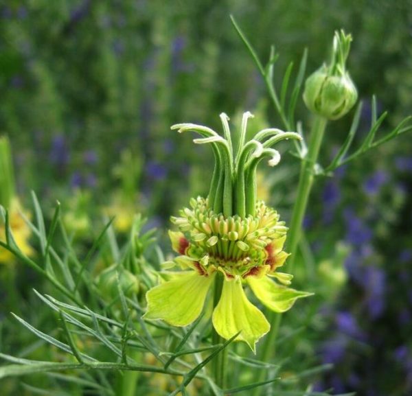 Nigella orientalis 'Transformer', Nigella transformer - Nigella Transformadora, Amor na Névoa, Yellow Love in a Mist, Flor Amor na Nebli - Image 4