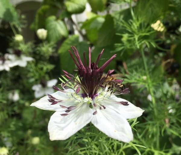 Nigella papillosa 'African Bride' - Amor em uma Névoa Rainha Africana, Love in a Mist, Flor Amor na Neblina, Nigella - Image 2