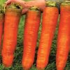 Nomenclatura botânica: Daucus carota Sativus 'Autumn King' (C. O.) - Cenoura Gigante Rei do Outono, Cenoura Rei do Outono,