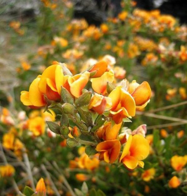Oxylobium ellipticum - Alecrim Dourado, Golden Shaggy Pea - Image 2