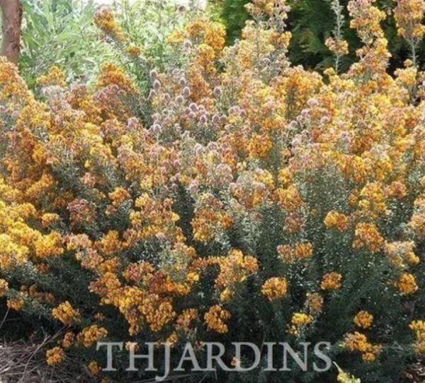 Oxylobium ellipticum - Alecrim Dourado, Golden Shaggy Pea - Image 3