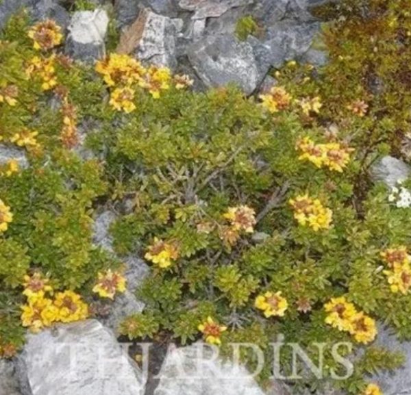 Oxylobium ellipticum - Alecrim Dourado, Golden Shaggy Pea - Image 4