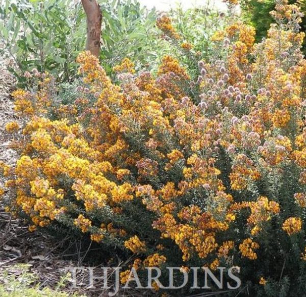 Oxylobium ellipticum - Alecrim Dourado, Golden Shaggy Pea - Image 5