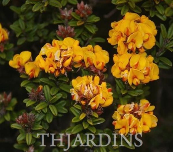Oxylobium ellipticum - Alecrim Dourado, Golden Shaggy Pea - Image 6
