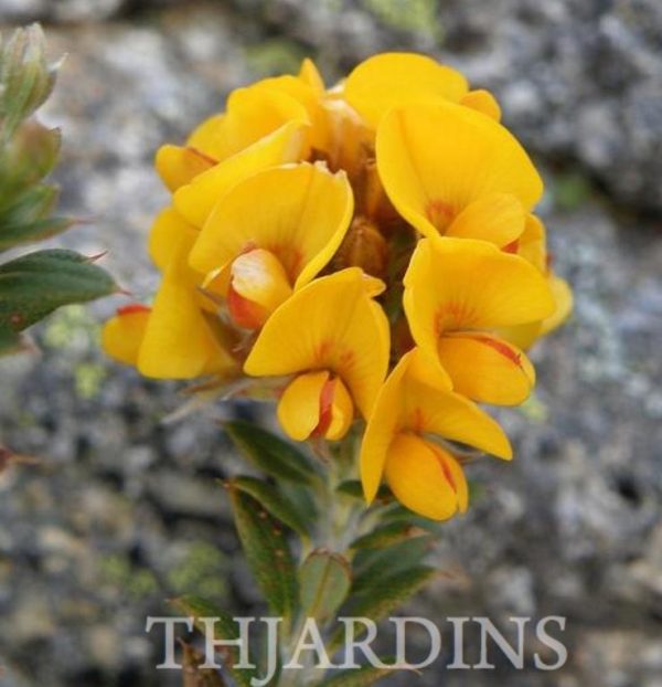 Oxylobium ellipticum - Alecrim Dourado, Golden Shaggy Pea - Image 7