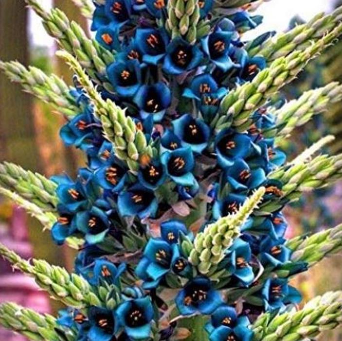 Puya alpestris - Bromélia Torre de Safira, Bromélia Flor Azul Pavão,  Bromélia Alpestris - TH Jardins