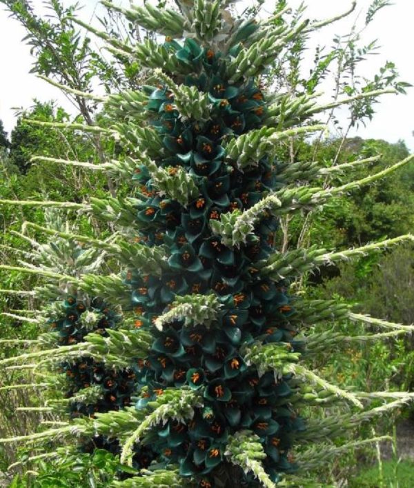 Puya berteroniana (Puya alpestris ssp. zoellneri) - Bromélia Azul Turquesa - Image 5