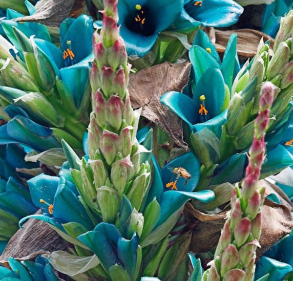 Puya berteroniana (Puya alpestris ssp. zoellneri) - Bromélia Azul Turquesa - Image 7