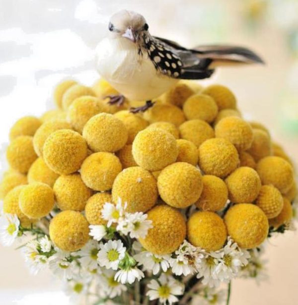 Pycnosorus globosus (Craspedia globosa) - Craspedia dos Floristas, Botões Billy, Botões Amarelos dos Floristas, Botões de