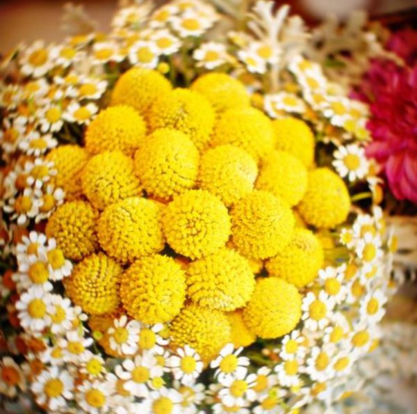 Pycnosorus globosus (Craspedia globosa) - Craspedia dos Floristas, Botões Billy, Botões Amarelos dos Floristas, Botões de - Image 2