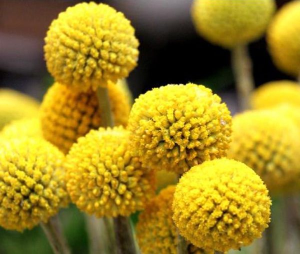 Pycnosorus globosus (Craspedia globosa) - Craspedia dos Floristas, Botões Billy, Botões Amarelos dos Floristas, Botões de - Image 3