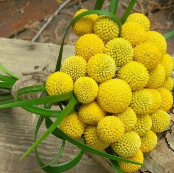 Pycnosorus globosus (Craspedia globosa) - Craspedia dos Floristas, Botões Billy, Botões Amarelos dos Floristas, Botões de - Image 4