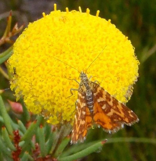 Pycnosorus globosus (Craspedia globosa) - Craspedia dos Floristas, Botões Billy, Botões Amarelos dos Floristas, Botões de - Image 5