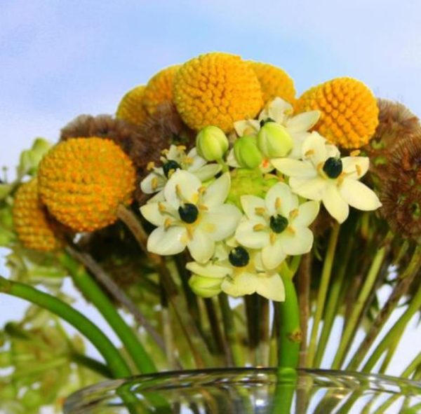 Pycnosorus globosus (Craspedia globosa) - Craspedia dos Floristas, Botões Billy, Botões Amarelos dos Floristas, Botões de - Image 6