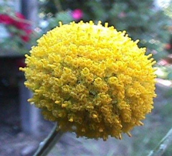 Pycnosorus globosus (Craspedia globosa) - Craspedia dos Floristas, Botões Billy, Botões Amarelos dos Floristas, Botões de - Image 7