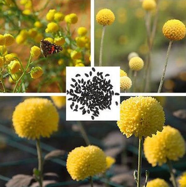 Pycnosorus globosus (Craspedia globosa) - Craspedia dos Floristas, Botões Billy, Botões Amarelos dos Floristas, Botões de - Image 9
