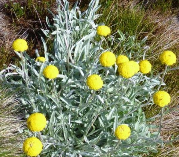 Pycnosorus globosus (Craspedia globosa) - Craspedia dos Floristas, Botões Billy, Botões Amarelos dos Floristas, Botões de - Image 11