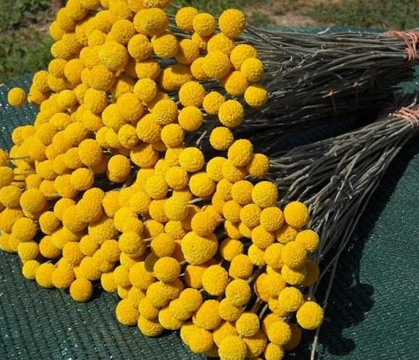 Pycnosorus globosus (Craspedia globosa) - Craspedia dos Floristas, Botões Billy, Botões Amarelos dos Floristas, Botões de - Image 12
