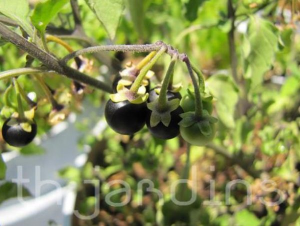 Solanum burbankii - Cereja Maravilha, Cereja do Sol, Wonderberry, Sunberry - Image 4