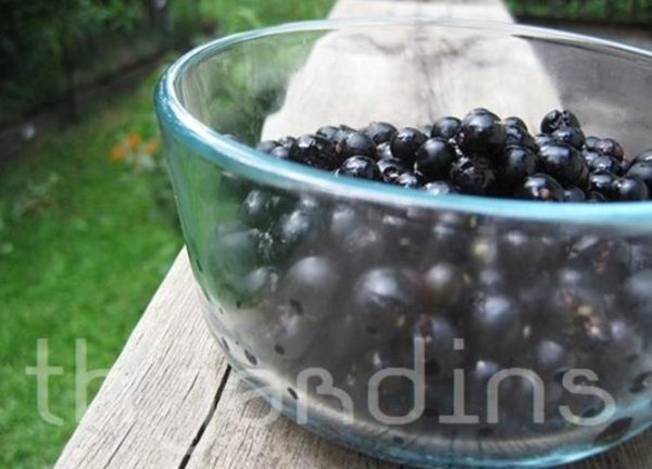 Solanum burbankii - Cereja Maravilha, Cereja do Sol, Wonderberry, Sunberry - Image 5
