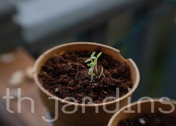 Solanum burbankii - Cereja Maravilha, Cereja do Sol, Wonderberry, Sunberry - Image 8