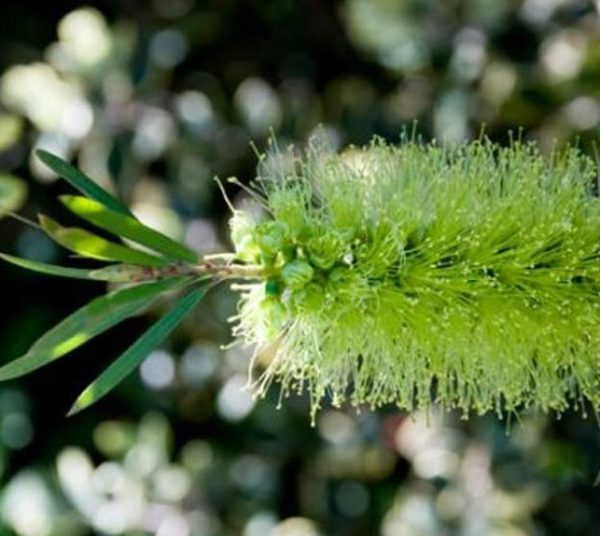 Callistemon viridiflorus (Melaleuca virens) - Escova de Garrafa verde-limão, Green Bottlebrush, Escova de Garrafa das Montanha - Image 2