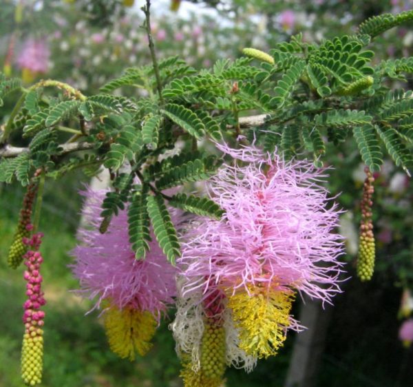 Dichrostachys cinerea - Árvore Lanterna de Natal, Árvore Lanterna Chinesa, Brinco de Princesa Aromático, - Image 3