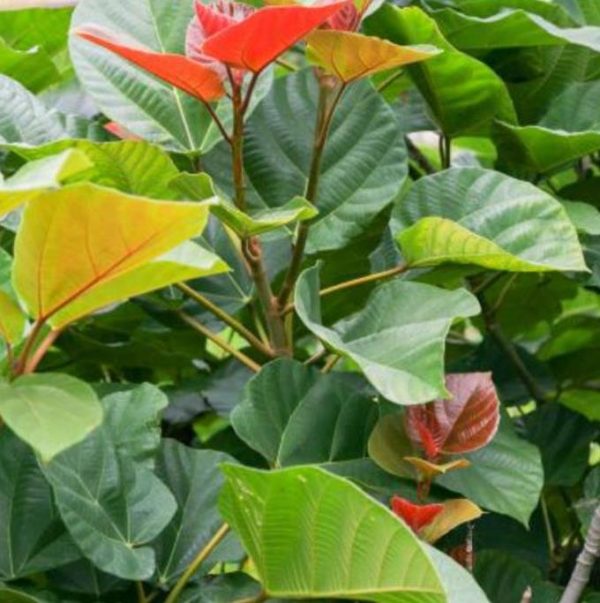 Ficus auriculata - Figueira de Jardim, Figueira vermelha - Image 3