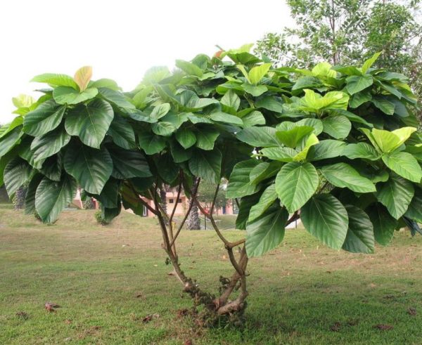 Ficus auriculata - Figueira de Jardim, Figueira vermelha - Image 6