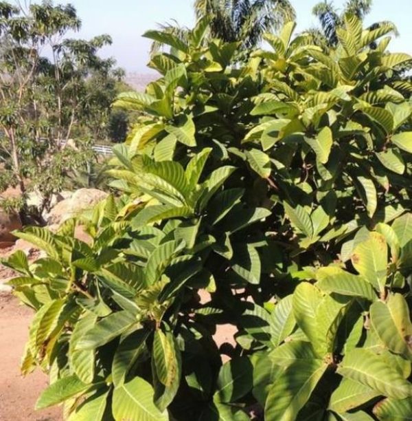 Ficus habrophylla - Figo vermelho, Figueira de folha gigante, Figo da Nova Caledônia - Image 5